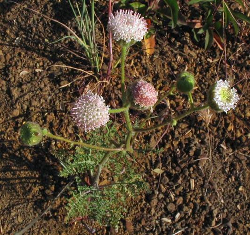 White Pincushion