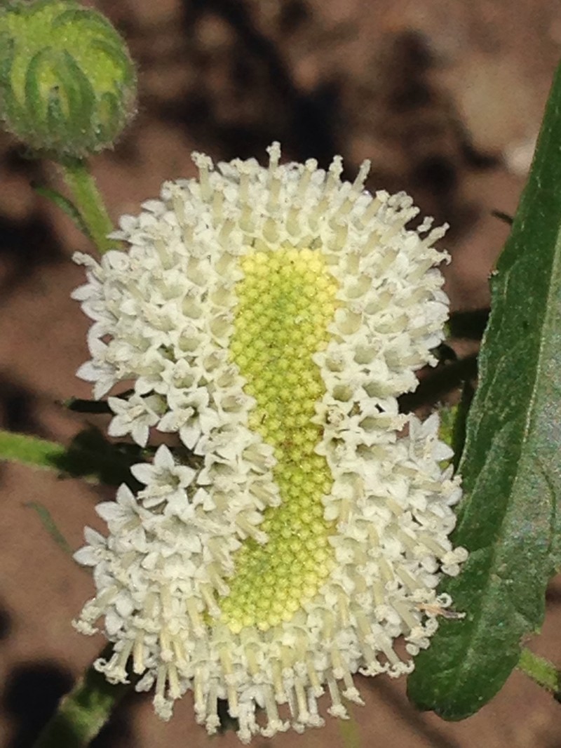 White Pincushion