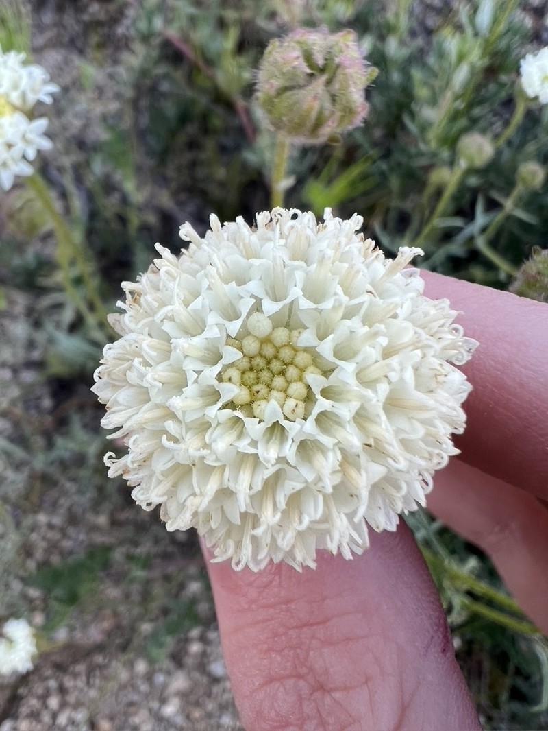White Pincushion photo 2
