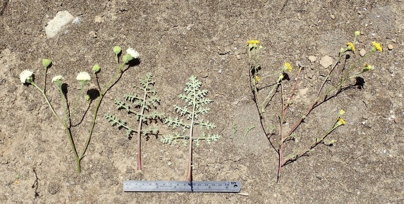 White Pincushion photo 3