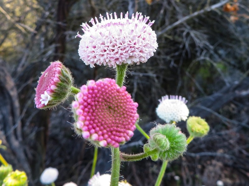 White Pincushion photo 4