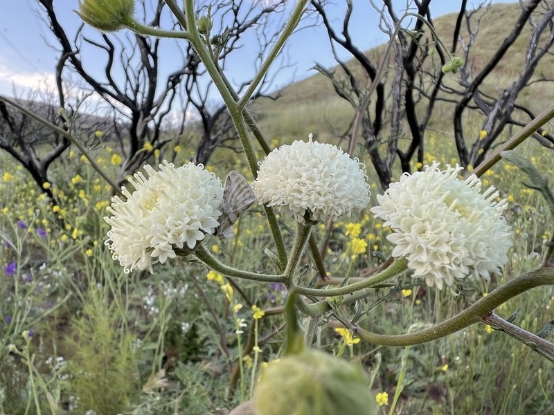 White Pincushion photo 5