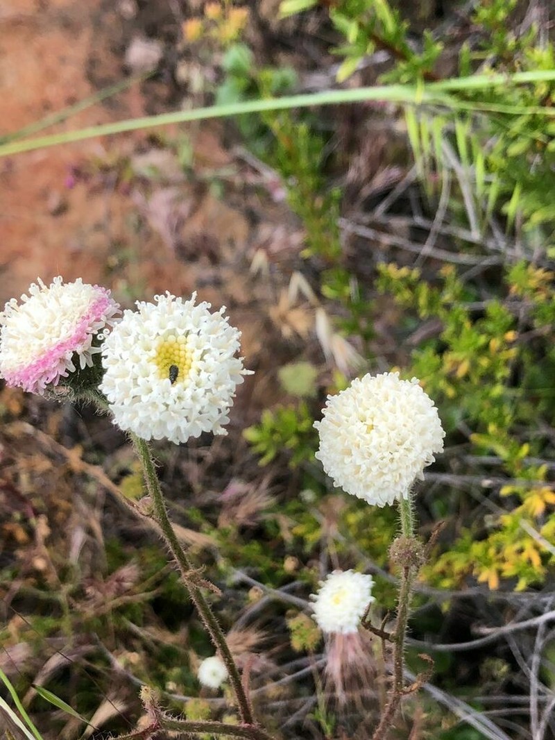 White Pincushion photo 6