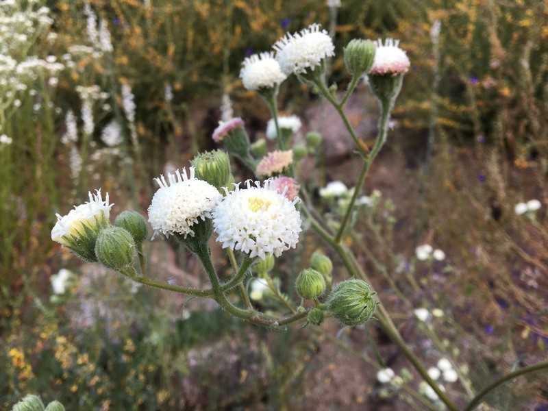 White Pincushion photo 7