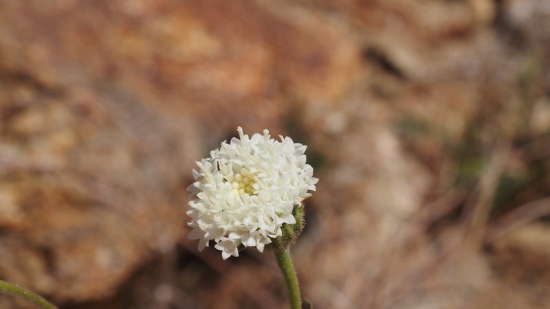 White Pincushion photo 8