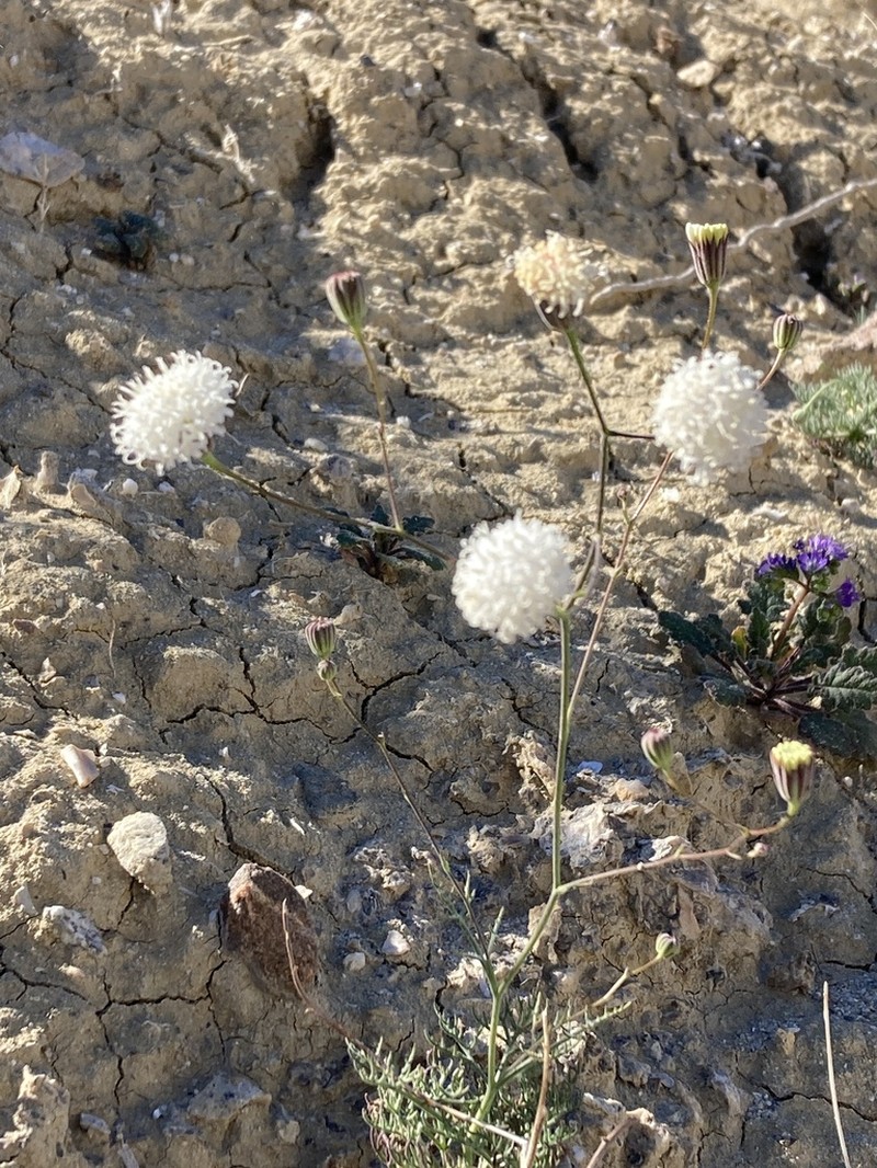 Pebble Pincushion