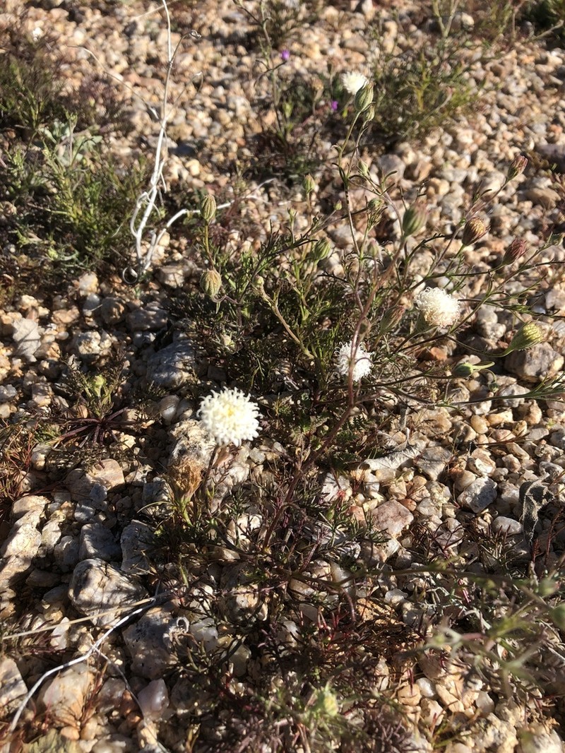 Pebble Pincushion photo 4
