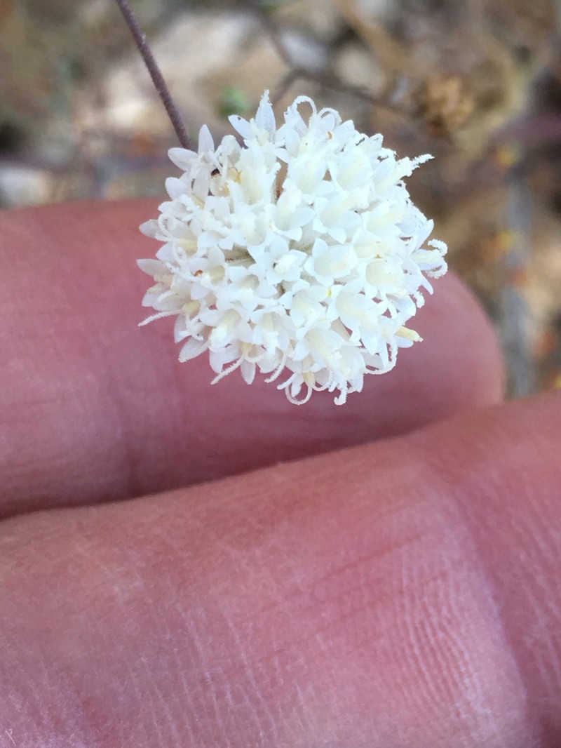 Pebble Pincushion photo 7