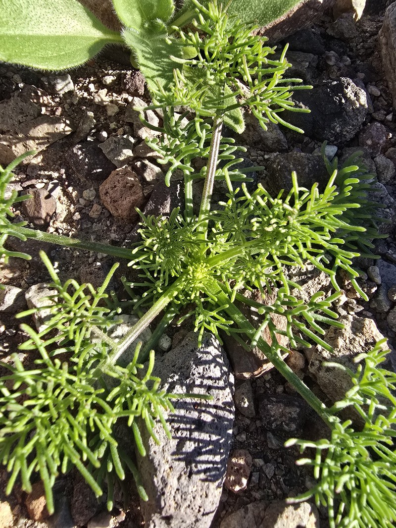 Chaenactis carphoclinia var. carphoclinia