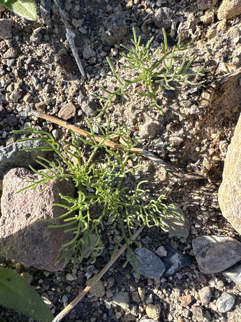 Chaenactis carphoclinia var. carphoclinia photo 2