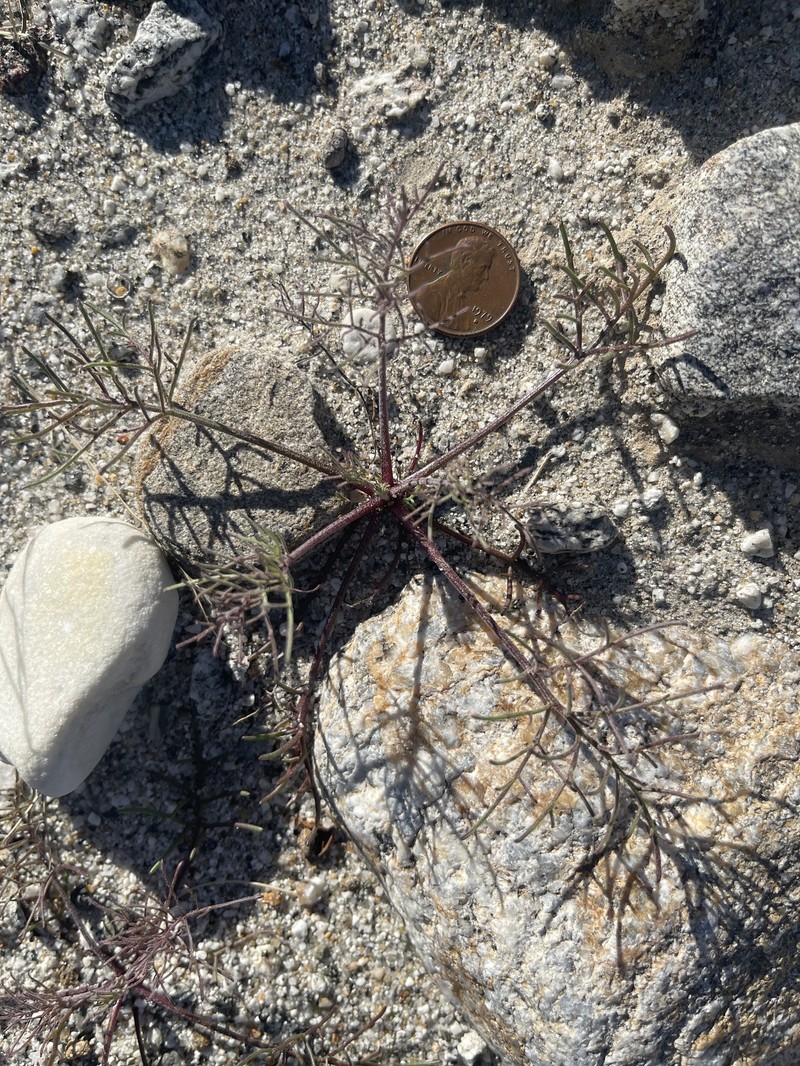 Chaenactis carphoclinia var. carphoclinia photo 3