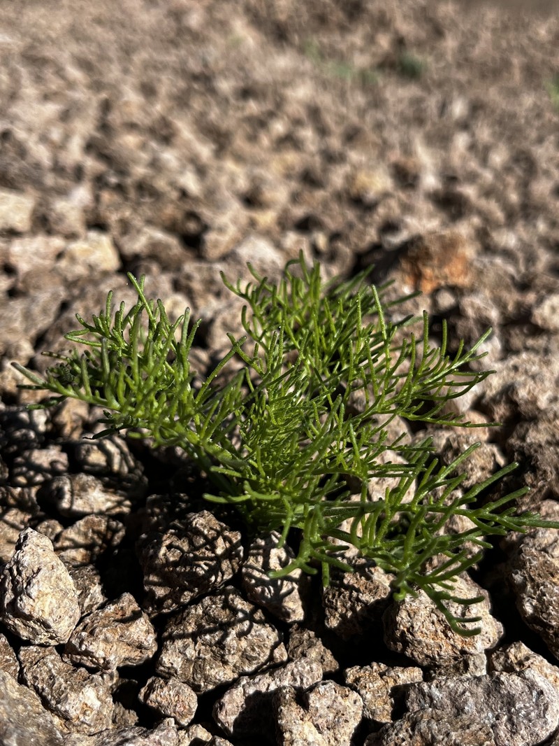 Chaenactis carphoclinia var. carphoclinia photo 4