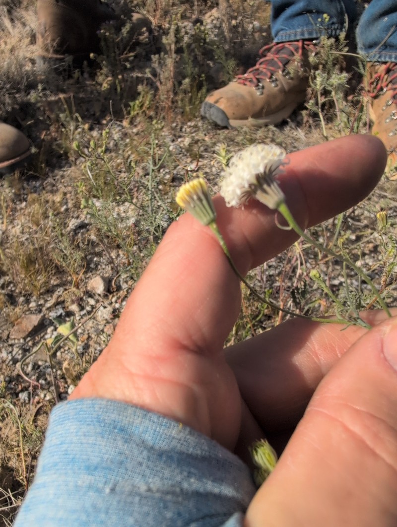 Chaenactis carphoclinia var. carphoclinia photo 6