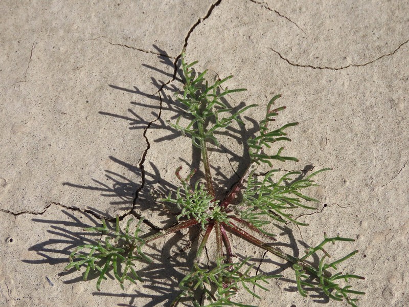 Chaenactis carphoclinia var. peirsonii