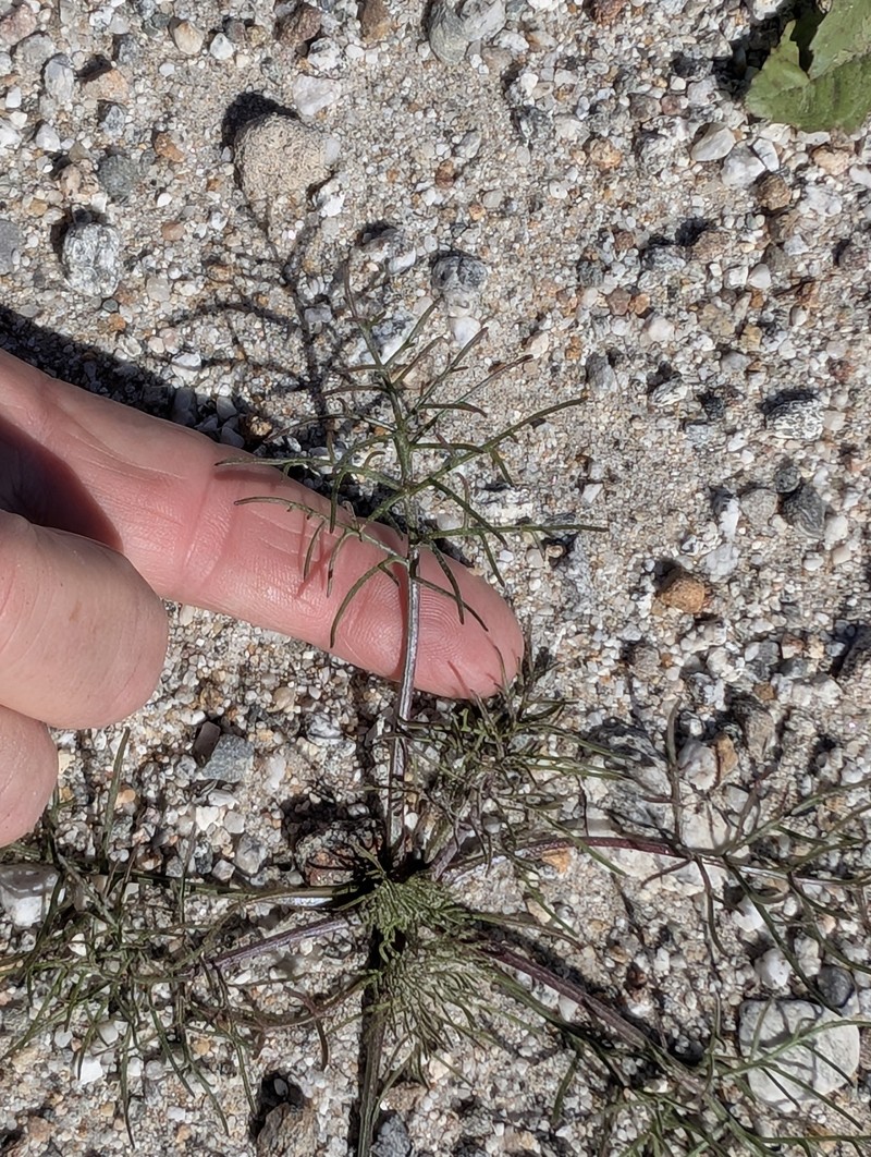 Chaenactis carphoclinia var. peirsonii photo 2