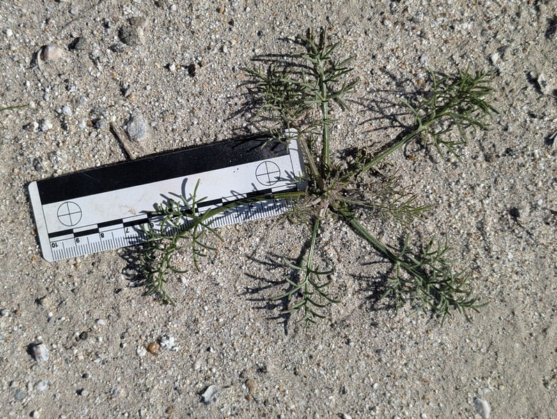 Chaenactis carphoclinia var. peirsonii photo 3