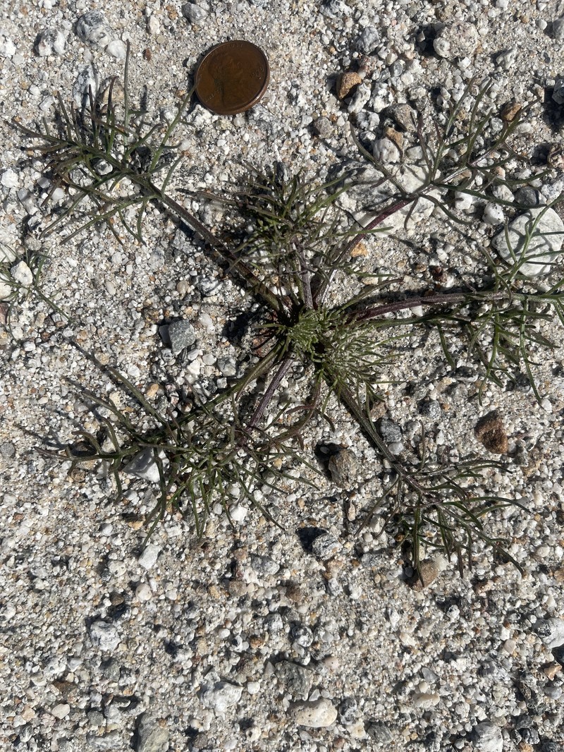 Chaenactis carphoclinia var. peirsonii photo 4