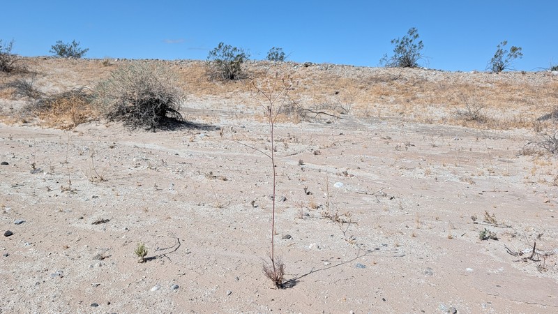 Chaenactis carphoclinia var. peirsonii photo 5
