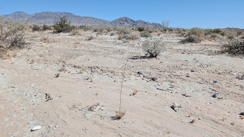 Chaenactis carphoclinia var. peirsonii photo 6