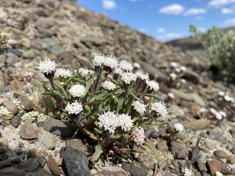 Cusick's Pincushion