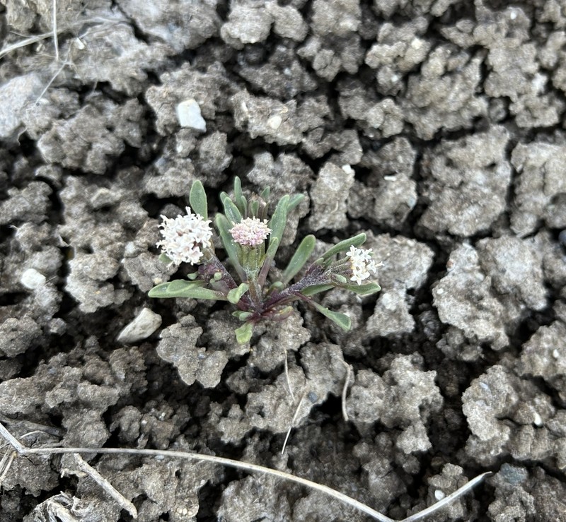 Cusick's Pincushion photo 2
