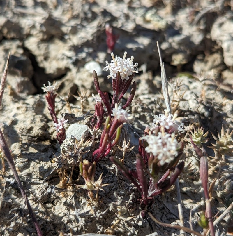 Cusick's Pincushion photo 3