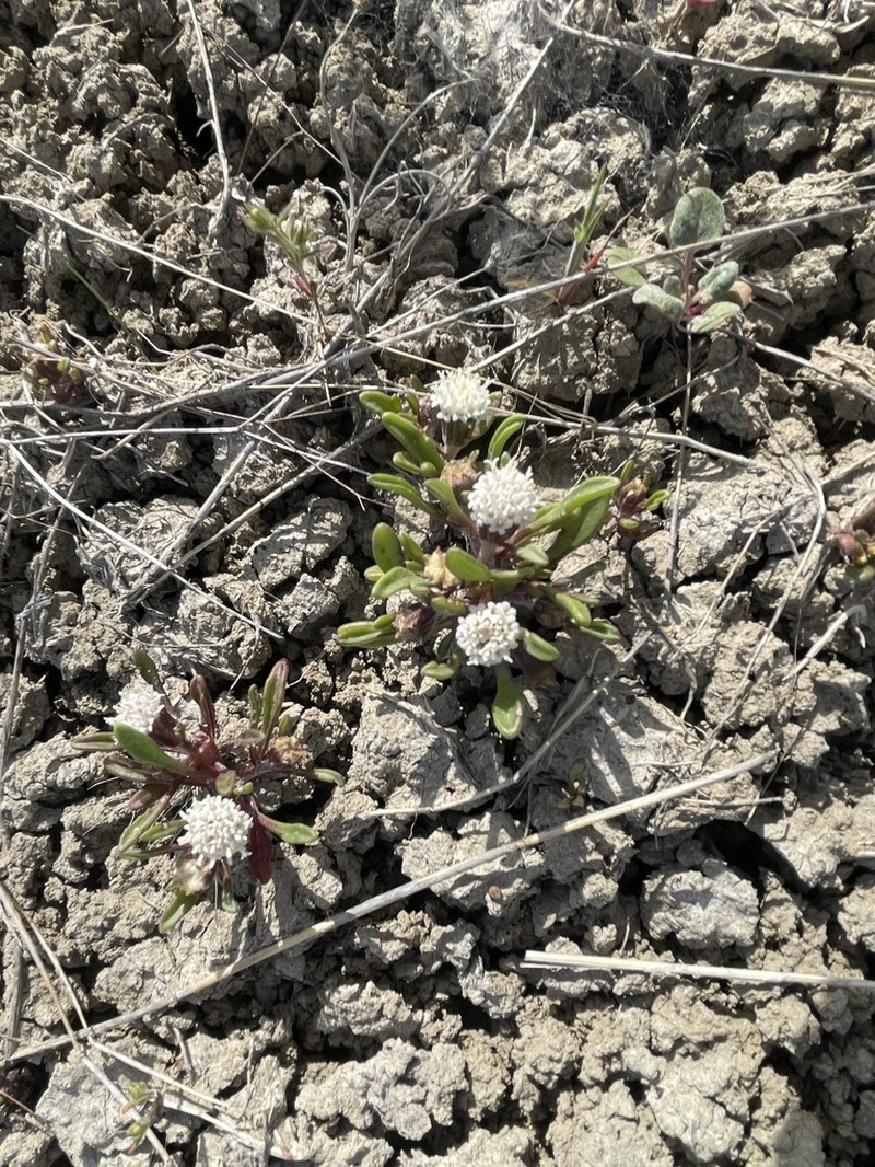 Cusick's Pincushion photo 4