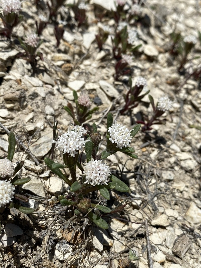 Cusick's Pincushion photo 5