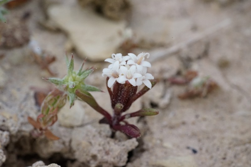 Cusick's Pincushion photo 6