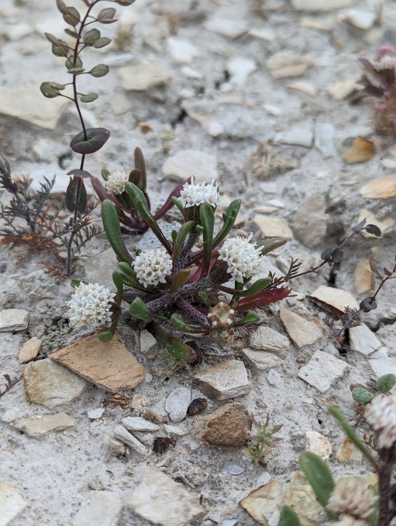 Cusick's Pincushion photo 7