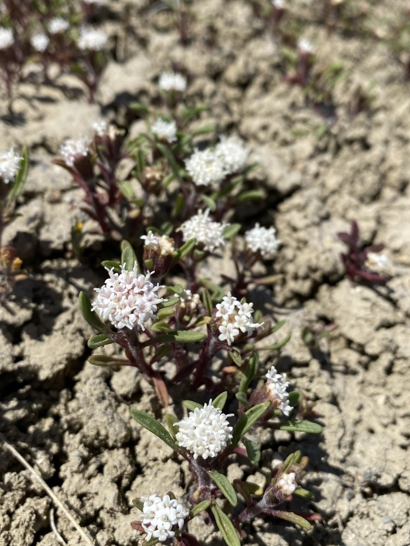 Cusick's Pincushion photo 8