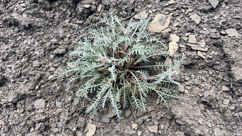 Chaenactis douglasii var. alpina