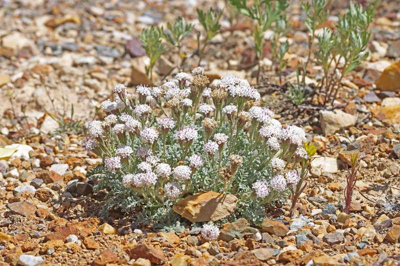 Chaenactis douglasii var. alpina photo 2