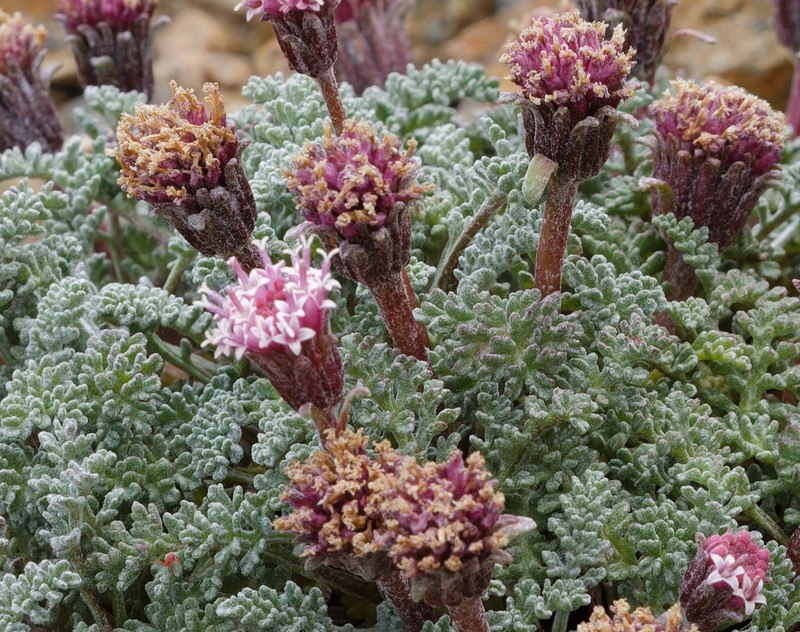 Chaenactis douglasii var. alpina photo 3