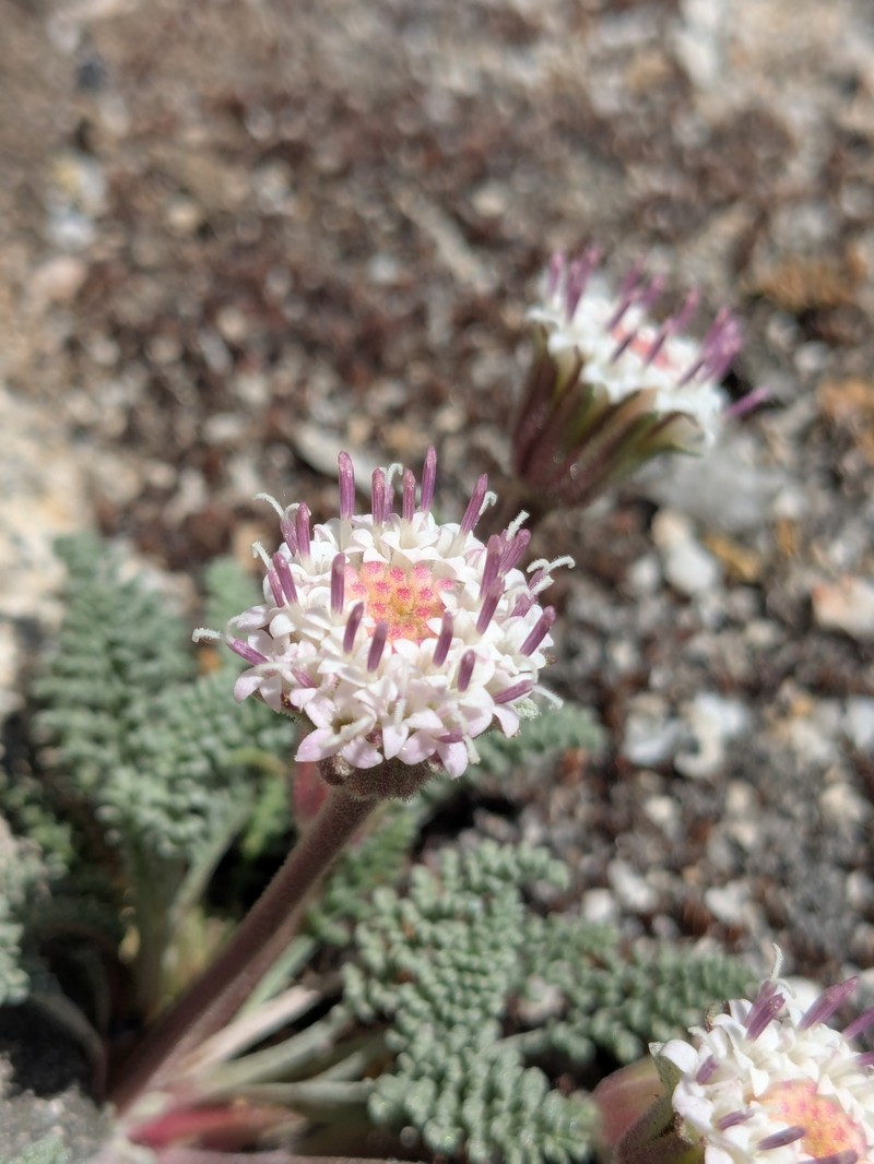 Chaenactis douglasii var. alpina photo 4