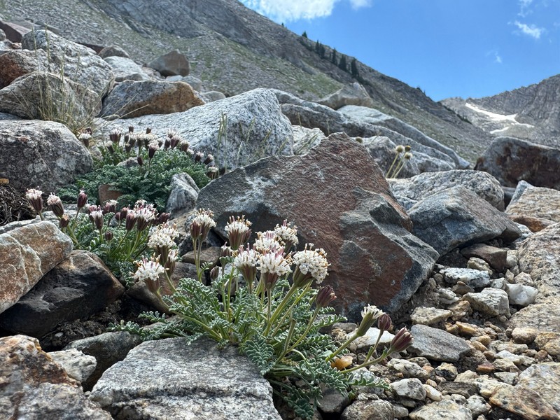 Chaenactis douglasii var. alpina photo 5