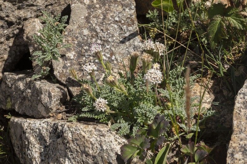 Chaenactis douglasii var. alpina photo 6