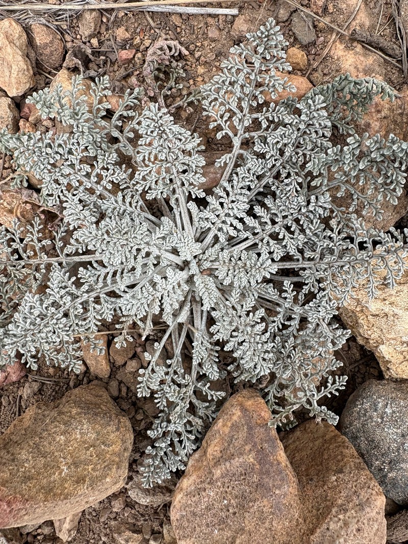 Chaenactis douglasii var. alpina photo 7