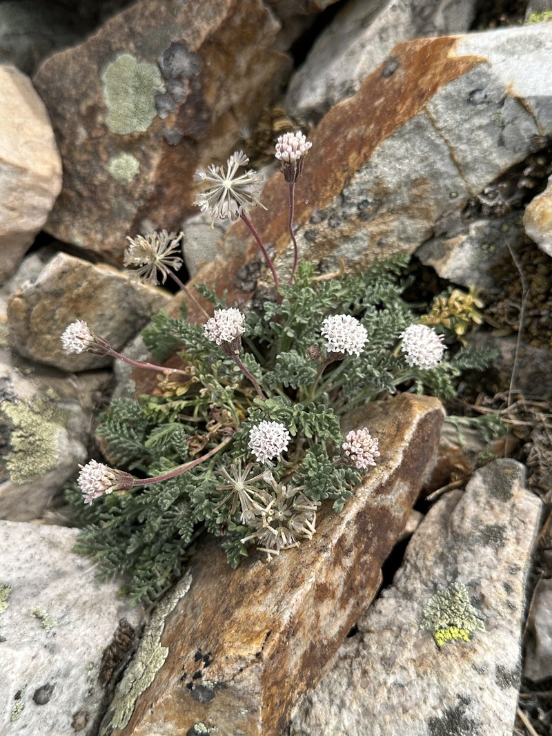 Chaenactis douglasii var. alpina photo 8