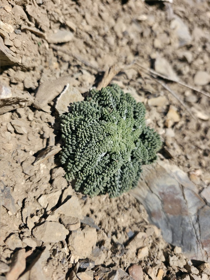 Chaenactis douglasii var. douglasii