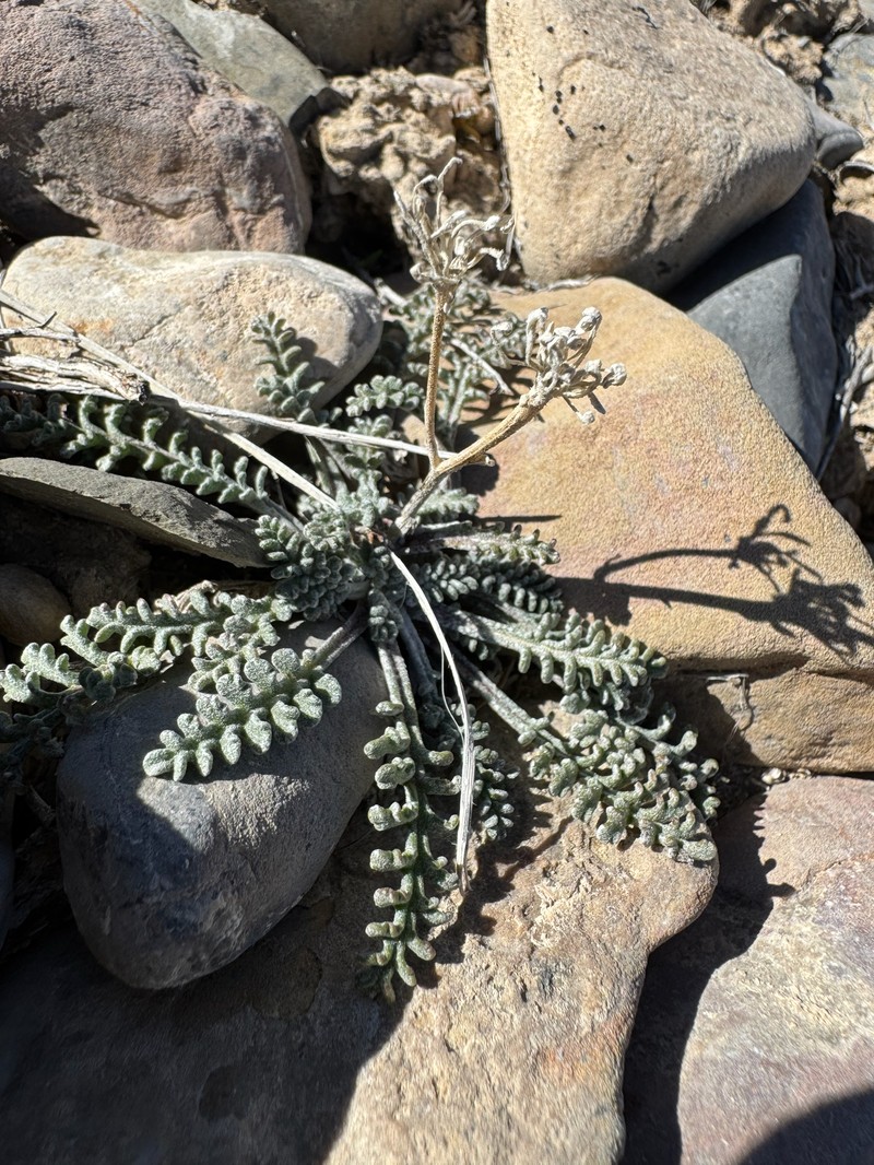 Chaenactis douglasii var. douglasii photo 2