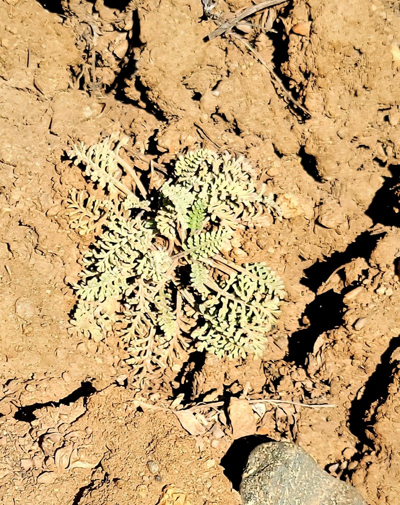 Chaenactis douglasii var. douglasii photo 3