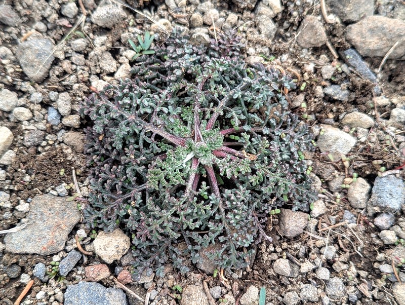 Chaenactis douglasii var. douglasii photo 4