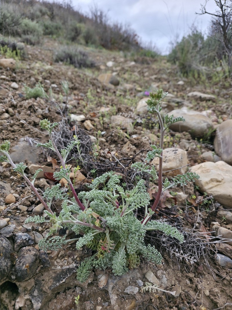Chaenactis douglasii var. douglasii photo 5