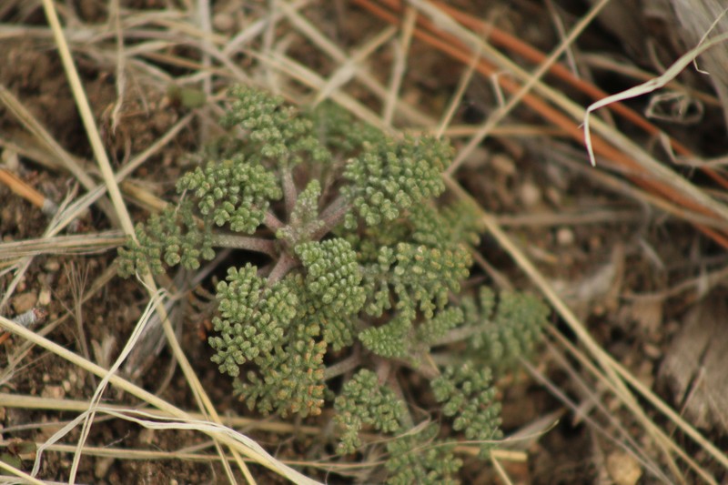 Chaenactis douglasii var. douglasii photo 6