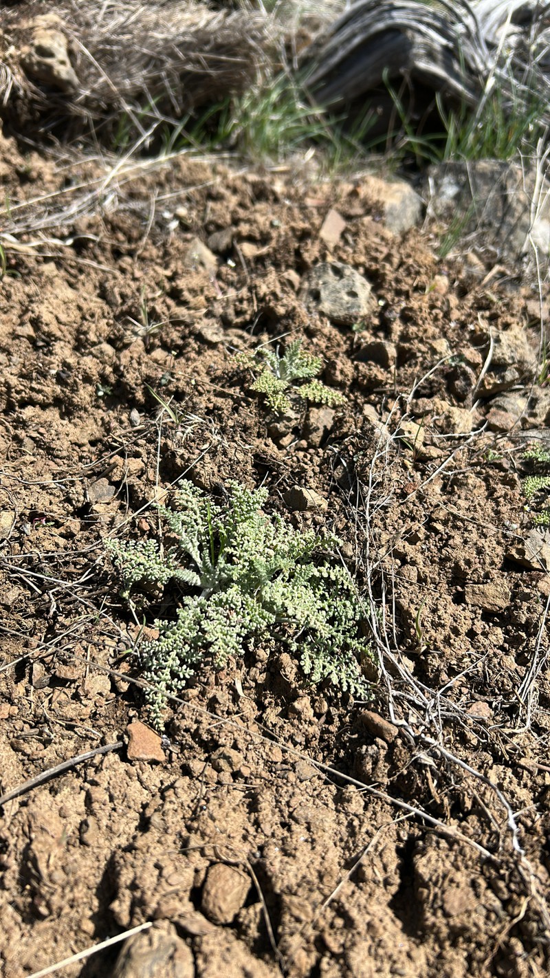 Chaenactis douglasii var. douglasii photo 7