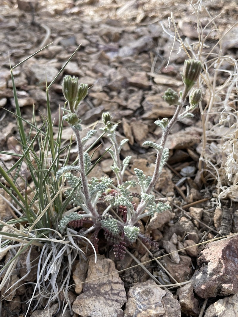 Chaenactis douglasii var. douglasii photo 8