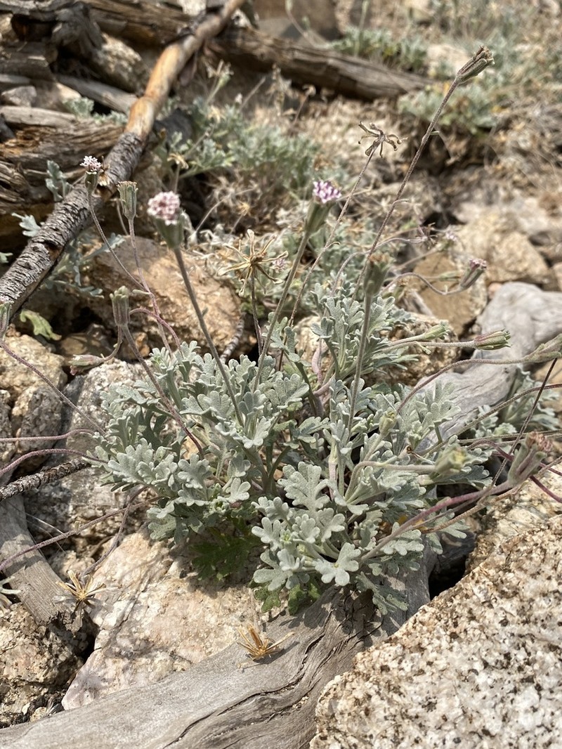 Evermann's Pincushion