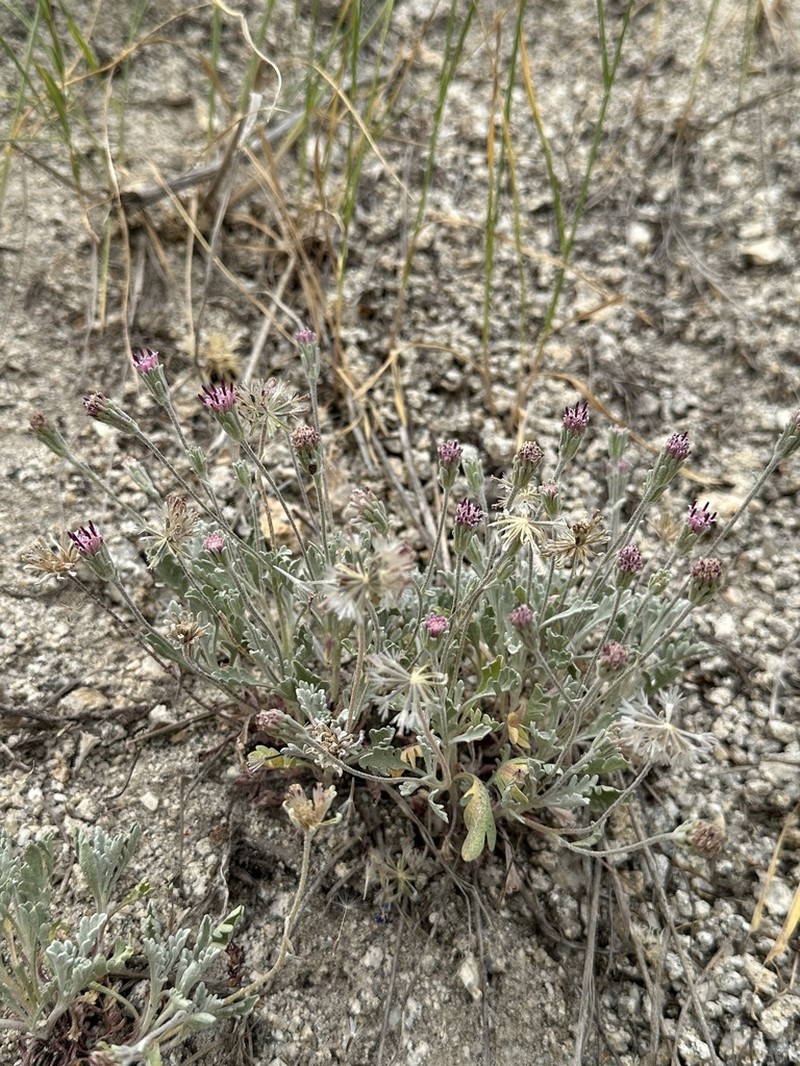Evermann's Pincushion photo 2