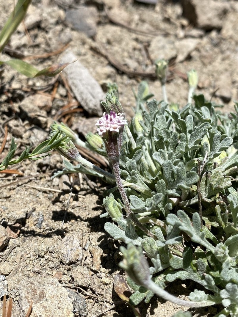 Evermann's Pincushion photo 3